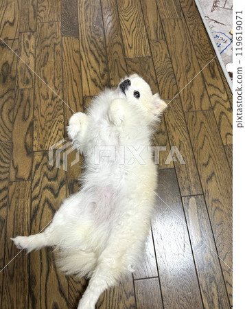 Dog lying down and showing its belly Dog lying down and showing its belly 119619071