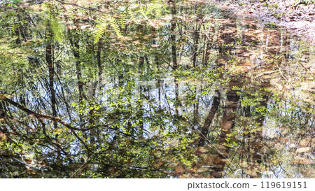 Scenery of a forest of fresh greenery reflected on the water (Around Onbara Plateau) Scenery of a forest of fresh greenery reflected on the water (Around Onbara Plateau) 119619151