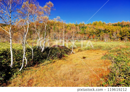 Autumnal beauty of Tanohata Marshland 119619212