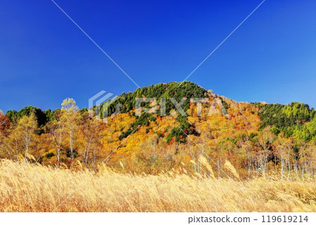 Autumnal beauty of Tanohata Marshland 119619214
