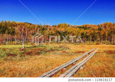 錦崎田野原濕地 119619217