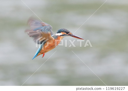 翠鳥透過盤旋瞄準獵物 翠鳥透過盤旋瞄準獵物 119619227
