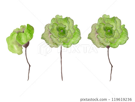 Green flowers. Three garden flower buds on a thin stalk. Isolated watercolor illustration for your design 119619236