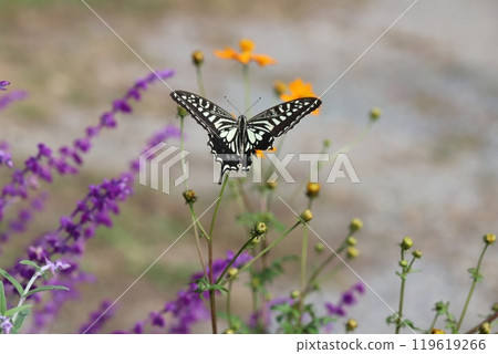 A swallowtail butterfly sucking nectar from a yellow cosmos blooming in an autumn garden A swallowtail butterfly sucking nectar from a yellow cosmos blooming in an autumn garden 119619266