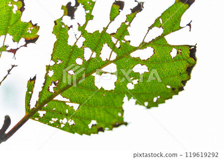 Image of insect-eaten leaves 119619292