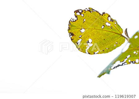 Image of insect-eaten leaves 119619307