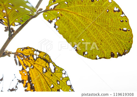 Image of insect-eaten leaves Image of insect-eaten leaves 119619308