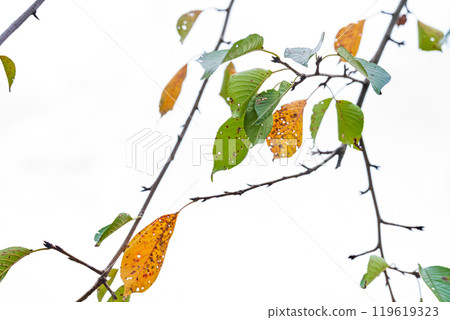 Image of insect-eaten leaves Image of insect-eaten leaves 119619323