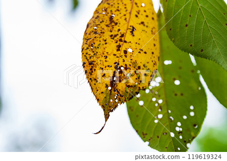 Image of insect-eaten leaves Image of insect-eaten leaves 119619324