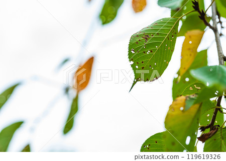 Image of insect-eaten leaves 119619326