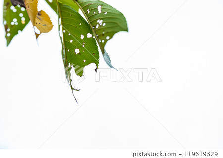 Image of insect-eaten leaves Image of insect-eaten leaves 119619329