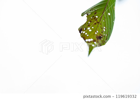 Image of insect-eaten leaves 119619332