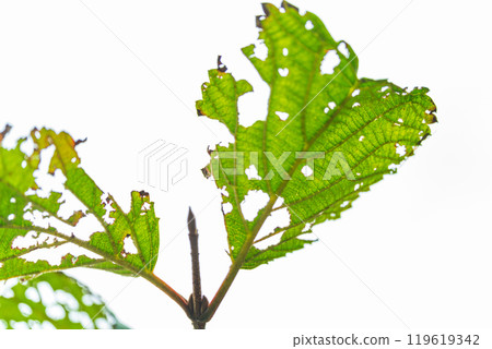 Image of insect-eaten leaves Image of insect-eaten leaves 119619342