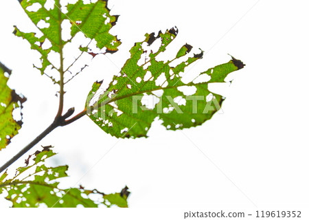 Image of insect-eaten leaves Image of insect-eaten leaves 119619352