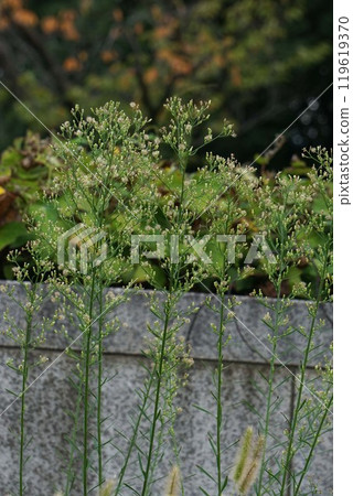 Cockatoo Cockatoo 119619370