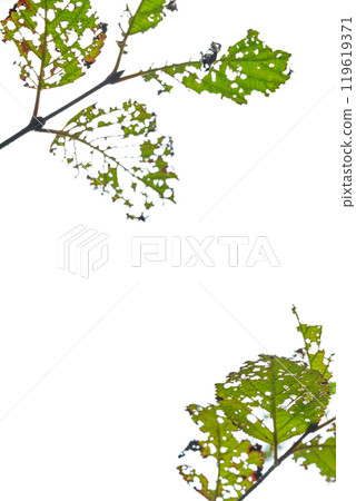 被蟲蛀的葉子圖 119619371