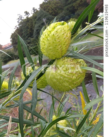 Asclepiadaceae Genus Asclepiad Evergreen small shrub Balloon cotton 2 119619498