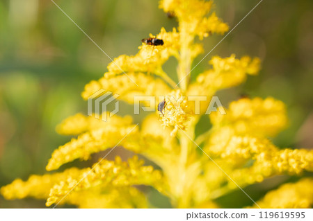 A red-veined blowfly on a goldenrod A red-veined blowfly on a goldenrod 119619595