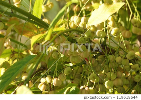 Mayumi 果實變黃，部分果實爆炸 119619644