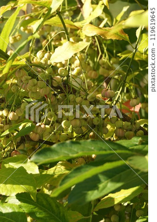 Mayumi 果實變黃，部分果實爆炸 119619645