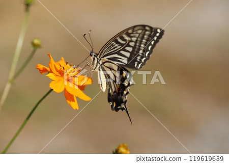 一隻燕尾從秋天花園裡盛開的波斯菊的橙色花中吸取花蜜 119619689