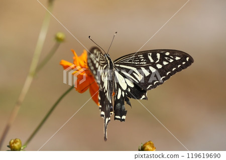 一隻燕尾從秋天花園裡盛開的波斯菊的橙色花中吸取花蜜 119619690