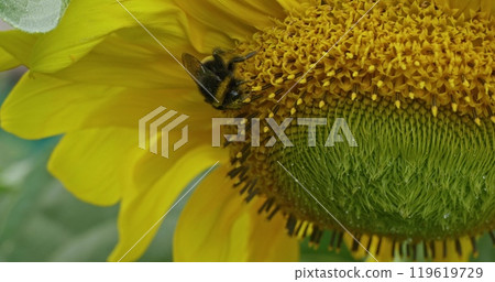 Close-up of a bumblebee collecting nectar from a bright sunflower flower on a sunny summer day. A fluffy cute bumblebee deftly collects sweet nectar from a yellow sunflower flower. Close-up of a bumblebee collecting nectar from a bright sunflower flower on a sunny summer day. A fluffy cute bumblebee deftly collects sweet nectar from a yellow sunflower flower. 119619729