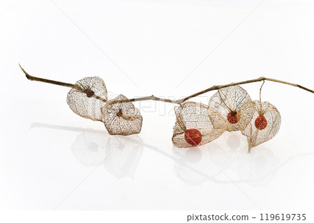 Dried Physalis akekengi franchetii or Chinese lantern on white background Dried Physalis akekengi franchetii or Chinese lantern on white background 119619735