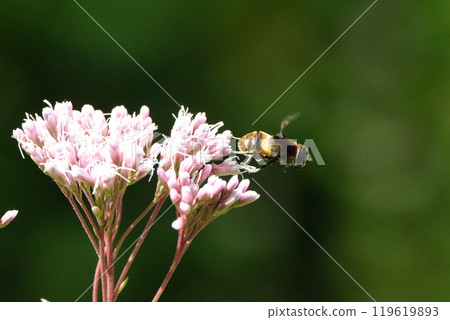 Hoverfly taking off 119619893