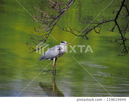 Osaka City, Flower Expo Memorial Park Tsurumi Ryokuchi, Grey Heron (Blue Heron, Blue Heron) 119619949