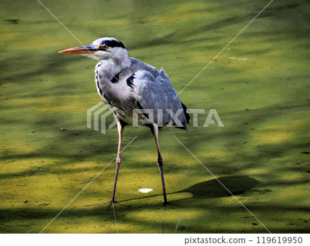 Osaka City, Flower Expo Memorial Park Tsurumi Ryokuchi, Grey Heron (Blue Heron, Blue Heron) 119619950