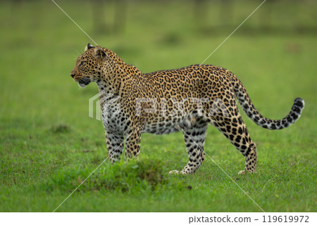 Female leopard stands staring ahead on grass Female leopard stands staring ahead on grass 119619972