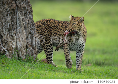 Female leopard walks past tree holding kill Female leopard walks past tree holding kill 119619983