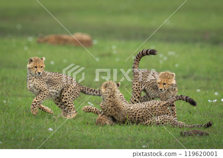 Four cheetah cubs play fight on grass Four cheetah cubs play fight on grass 119620001