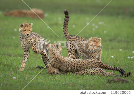 Four cheetah cubs play fighting near mother Four cheetah cubs play fighting near mother 119620005