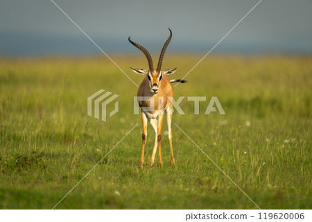 Grant gazelle stands facing camera in savannah Grant gazelle stands facing camera in savannah 119620006
