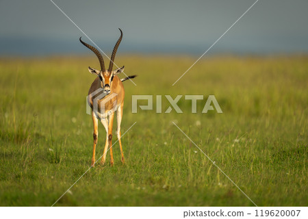 Grant gazelle stands facing camera on savannah Grant gazelle stands facing camera on savannah 119620007