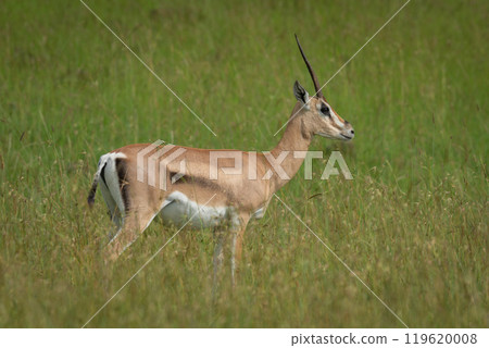 Grant gazelle stands in profile in grass 119620008