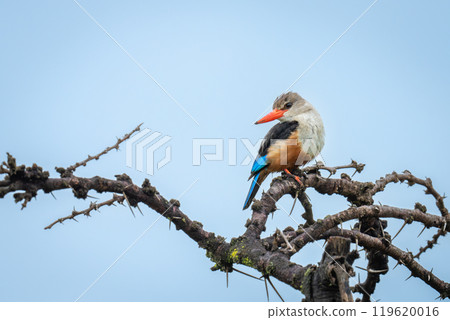 Grey-headed kingfisher cocks head on whistling thorn 119620016