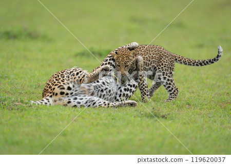 Leopard and cub lie playing on grass 119620037