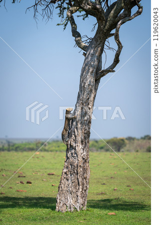 Leopard cub climbs boscia tree in savannah Leopard cub climbs boscia tree in savannah 119620043
