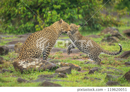 Leopard cub greets mother sitting between rocks Leopard cub greets mother sitting between rocks 119620051