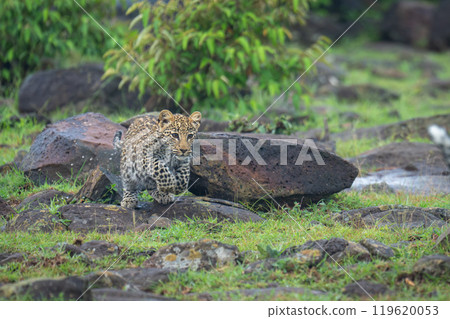 Leopard cub jumps off rock lifting forepaws 119620053