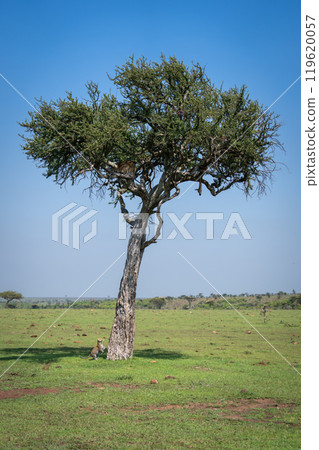 Leopard cub jumps towards mother in tree 119620057