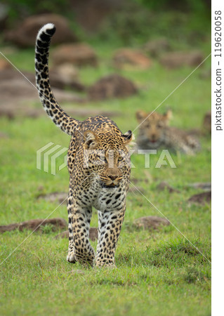 Leopard cub lies behind mother on grass Leopard cub lies behind mother on grass 119620058