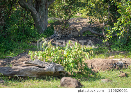 Leopard cub lies in bushes by tree Leopard cub lies in bushes by tree 119620061