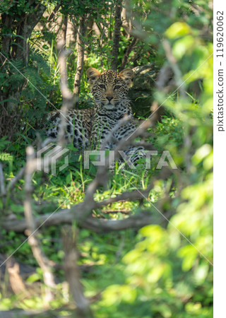 Leopard cub lies in bushes eyeing camera Leopard cub lies in bushes eyeing camera 119620062