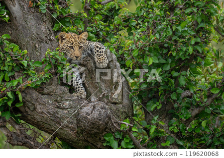 Leopard cub lies leaning paw on tree 119620068
