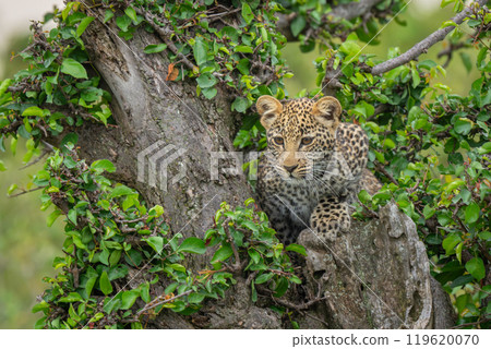 Leopard cub lies looking down from tree Leopard cub lies looking down from tree 119620070