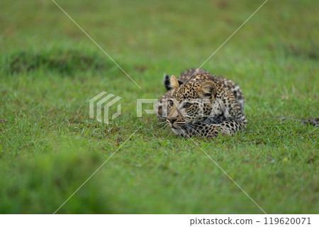 Leopard cub lies low on short grass Leopard cub lies low on short grass 119620071